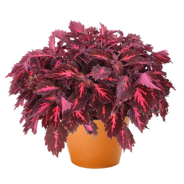Coleus - Stained Glasswork Royalty